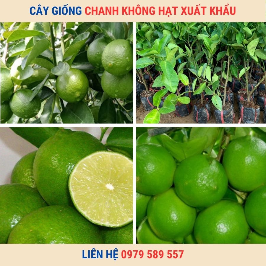 Cây Giống Chanh Không Hạt- Hướng dẫn trồng chanh không hạt xuất khẩu