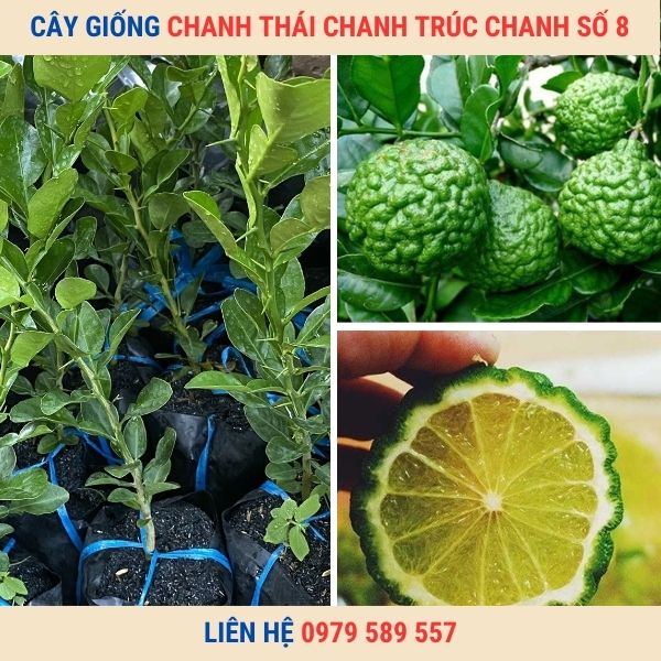 Giống Chanh Thái - Chanh Não Người-Hướng dẫn trồng chanh thái