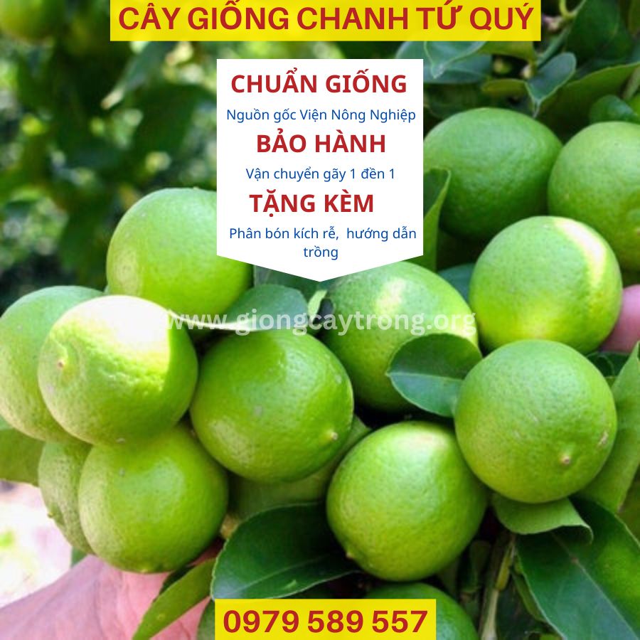 Cây chanh tứ quý- giống bốn mùa cho quả kinh tế cao-hv Nông Nghiệp