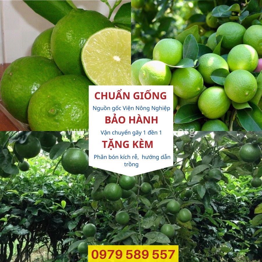 Cây chanh tứ quý- giống bốn mùa cho quả kinh tế cao-hv Nông Nghiệp