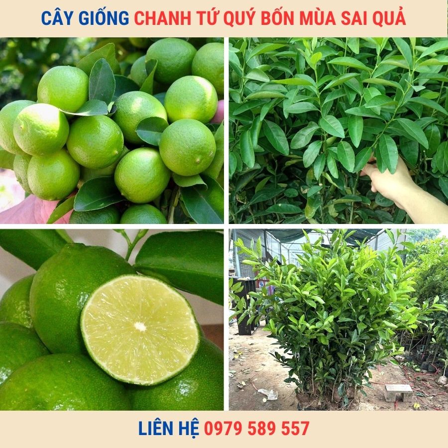 Cây chanh tứ quý- giống bốn mùa cho quả kinh tế cao-hv Nông Nghiệp