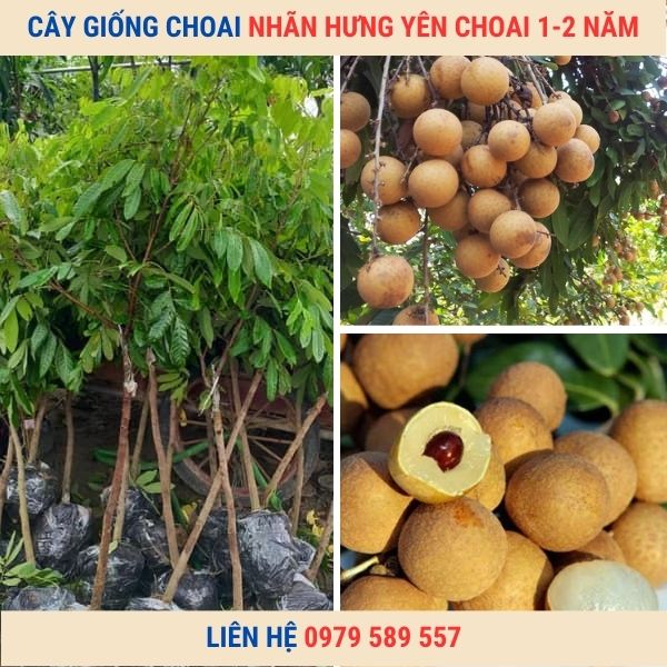 Cây giống nhãn choai- Giống chuẩn nhanh thu - Liên hệ 0987884946