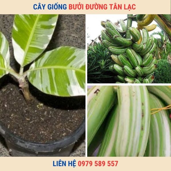 Giống Chuối Cẩm Thạch-Hướng dẫn trồng và chăm sóc.