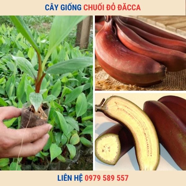 Giống Chuối Úc Đỏ Đắc Ca- Hướng dẫn cách trồng chuối đỏ