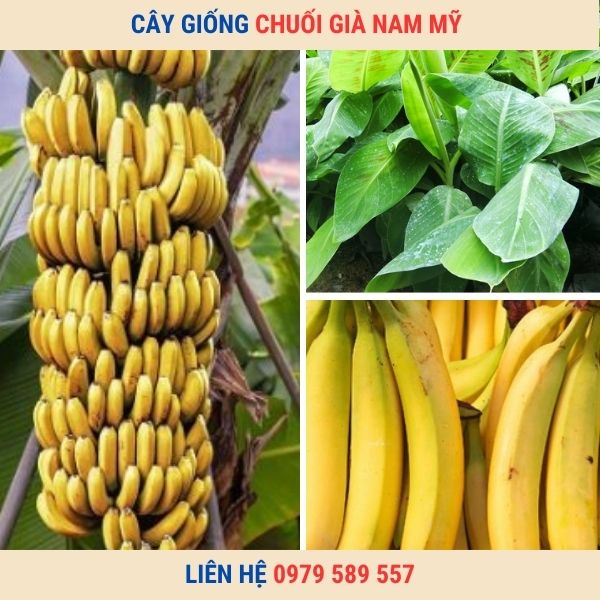 Cây Giống Chuối Già Nam Mỹ Giống Cấy Mô Chuẩn Sạch Bệnh F1 Dễ Trồng