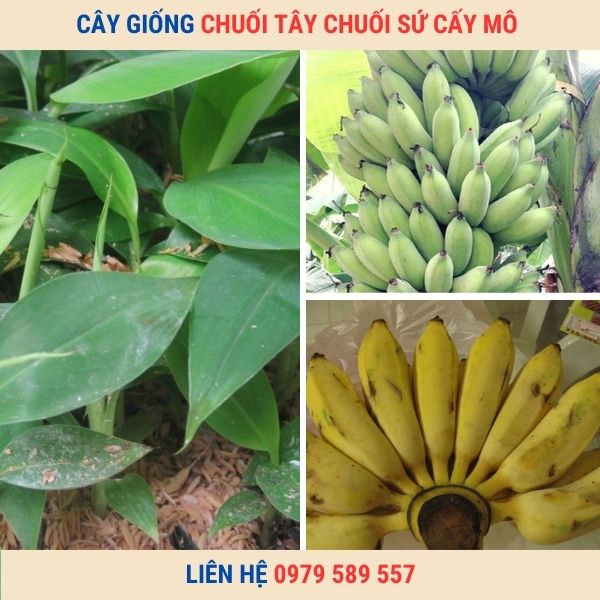 Cây giống chuối tây - Đặc điểm, cách trồng và địa điểm mua giống chuẩn