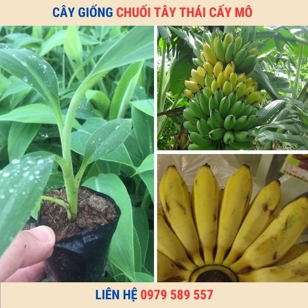 Cây giống chuối tây Thái Lan- Ưu điểm, cách trồng và địa điểm mua cây giống chất lượng