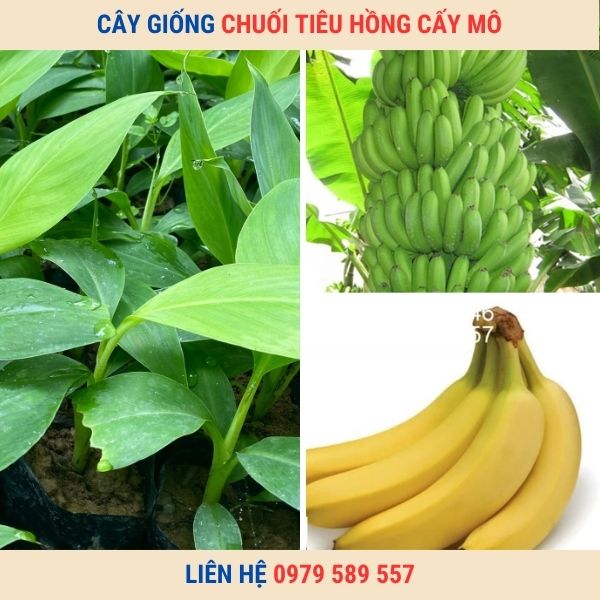 Giống chuối tiêu hồng- Hướng dẫn kĩ thuật trồng,chăm sóc