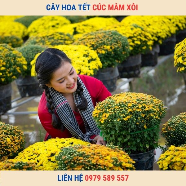 Chậu Cúc Mâm Xôi Chơi Tết Đẹp Giá Sỉ Lẻ Tốt Nhất Giao Hàng Toàn Quốc