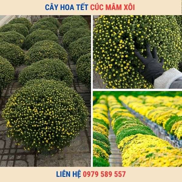 Chậu Cúc Mâm Xôi Chơi Tết Đẹp Giá Sỉ Lẻ Tốt Nhất Giao Hàng Toàn Quốc