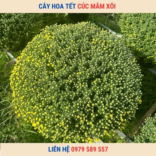 Chậu Cúc Mâm Xôi Chơi Tết Đẹp Giá Sỉ Lẻ Tốt Nhất Giao Hàng Toàn Quốc