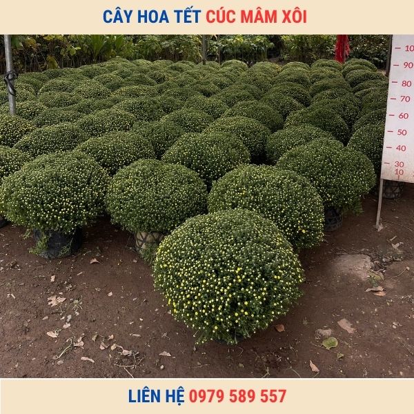 Chậu Cúc Mâm Xôi Chơi Tết Đẹp Giá Sỉ Lẻ Tốt Nhất Giao Hàng Toàn Quốc