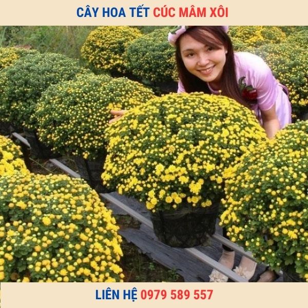 Chậu Cúc Mâm Xôi Chơi Tết Đẹp Giá Sỉ Lẻ Tốt Nhất Giao Hàng Toàn Quốc