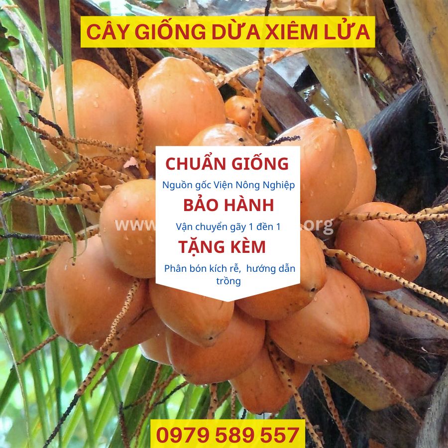 Cây Giống Dừa Xiêm Đỏ - Xiêm Lửa- Giống chuẩn F1- Dễ Trồng- Năng Suất Cao