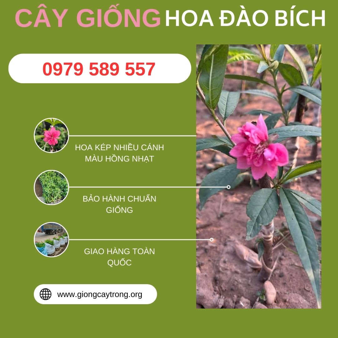 cây giống hoa đào bích (1)