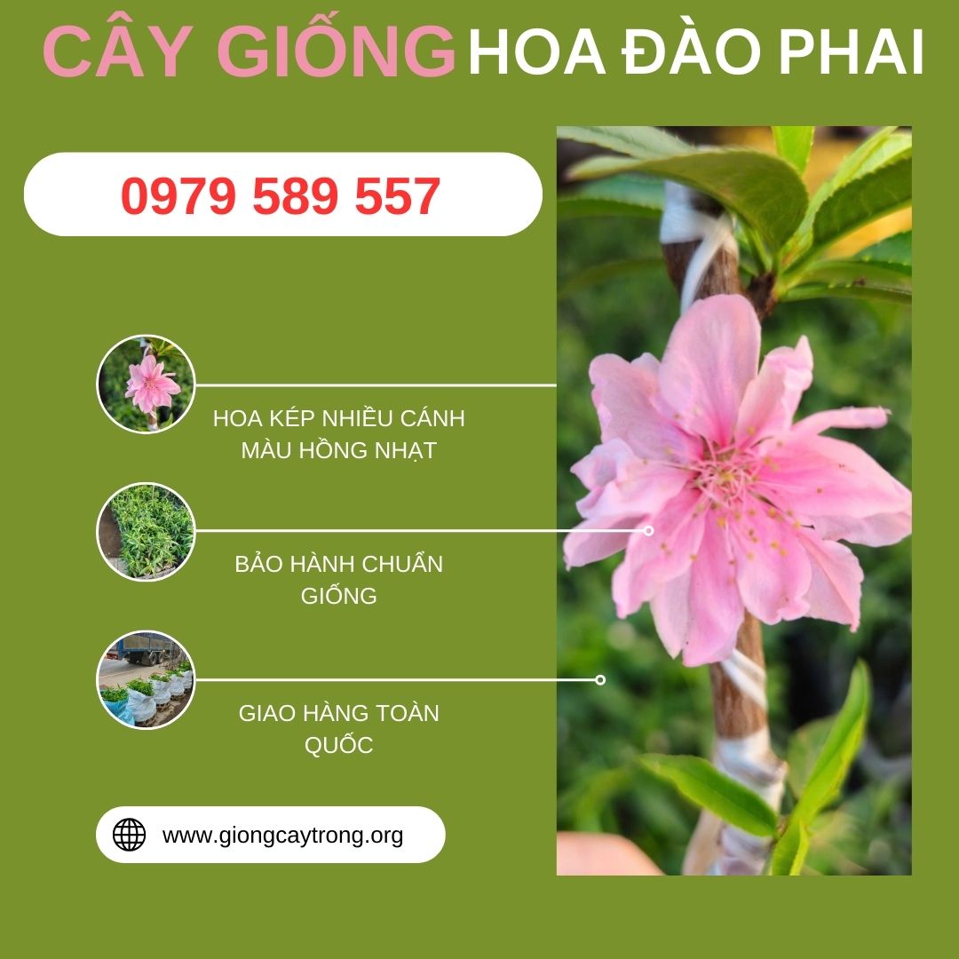 Cây giống đào phai - Giống Chuẩn- Dễ Trồng - Kinh Tế Cao