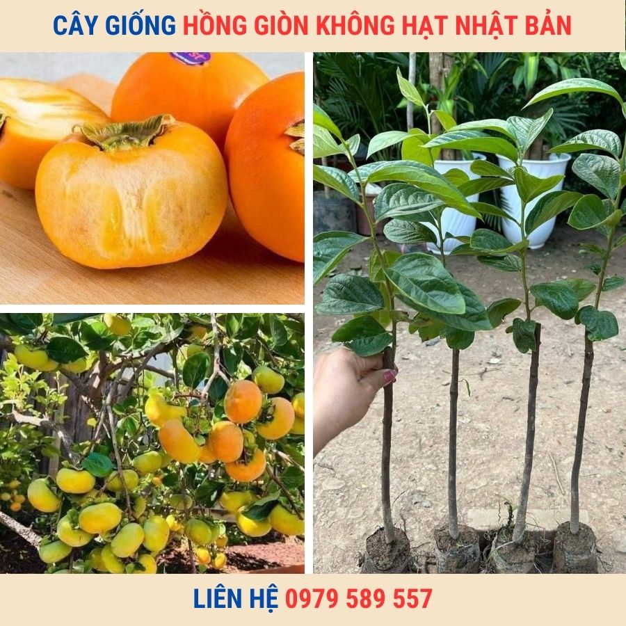 Cây giống hồng vuông Nhật Bản Fuyu Mộc Châu MC1