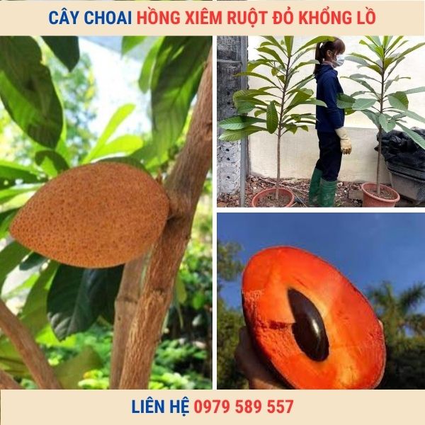 Cây hồng xiêm ruột đỏ khổng lồ choai cao 1m5 - Nông Nghiệp Việt