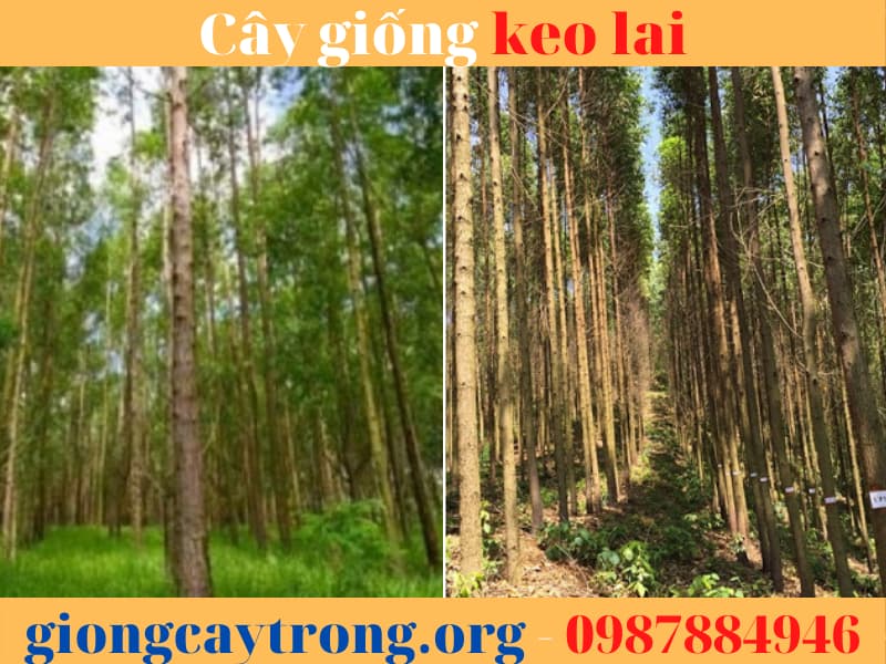 cay giong keo lai (3)