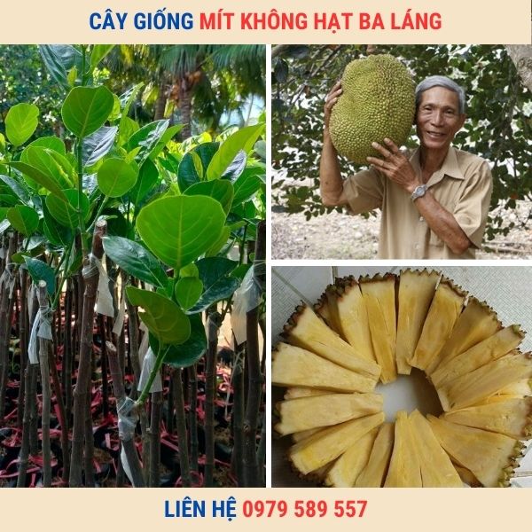 Giống Mít Không Hạt- Giống chuẩn- Nông Nghiệp Việt