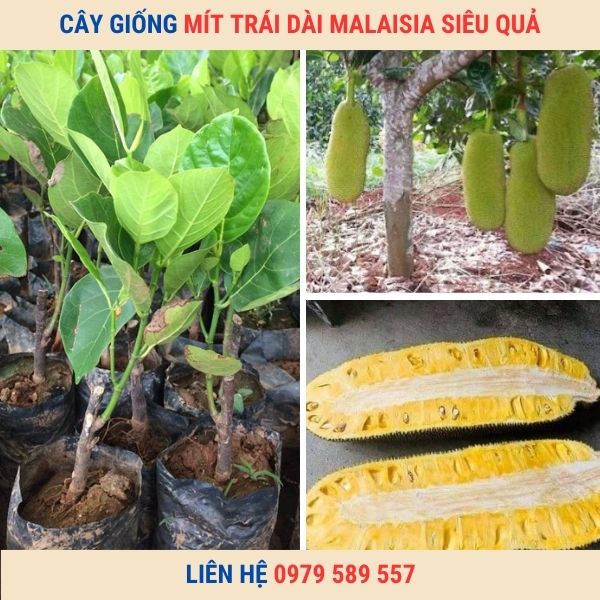 [ĐỘC -LẠ] Cây giống mít dài malaysia- Đặc điểm, cách trồng, đặt mua cây giống tốt