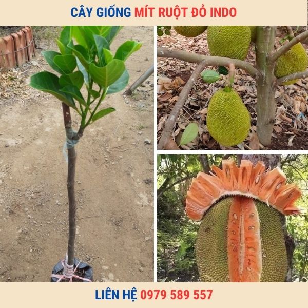 Cây Giống Mít Ruột Đỏ Inđô- Giống Chuẩn HVNN - Dễ Trồng- Có Bảo Hành - LH 0979589557