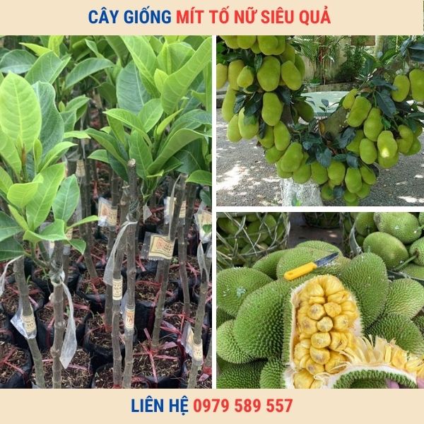 Cây Giống Mít Tố Nữ- Hướng dẫn trồng và chăm sóc