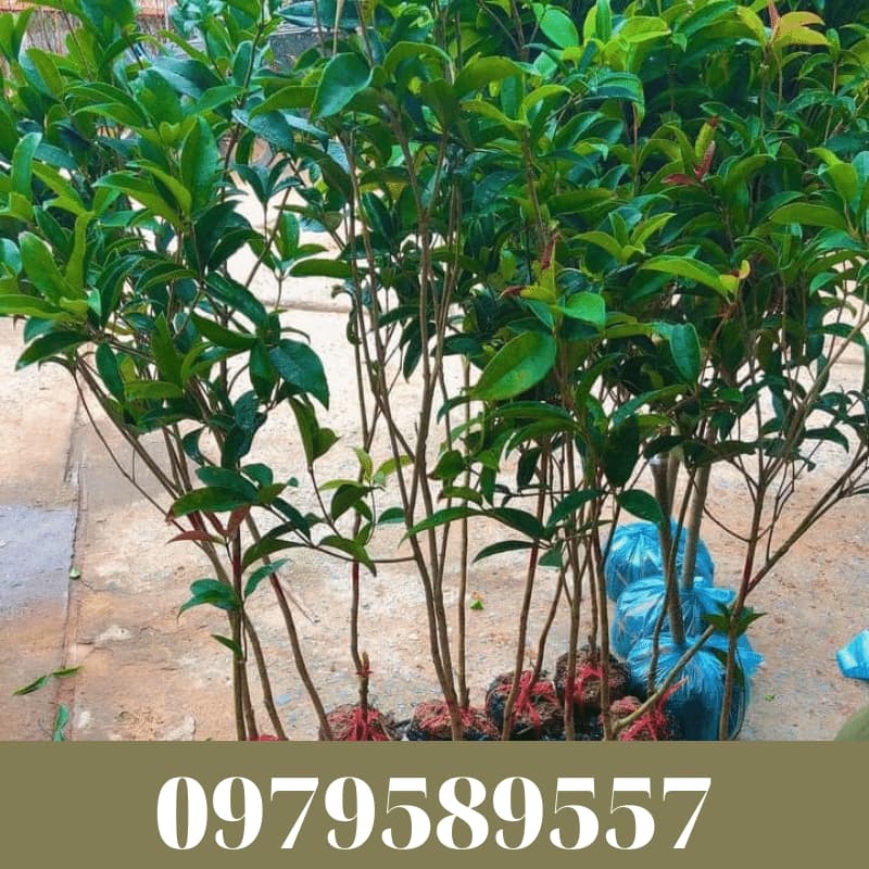 Cây giống mộc hương - Vườn ươm Nông Nghiệp Việt - 0979589557