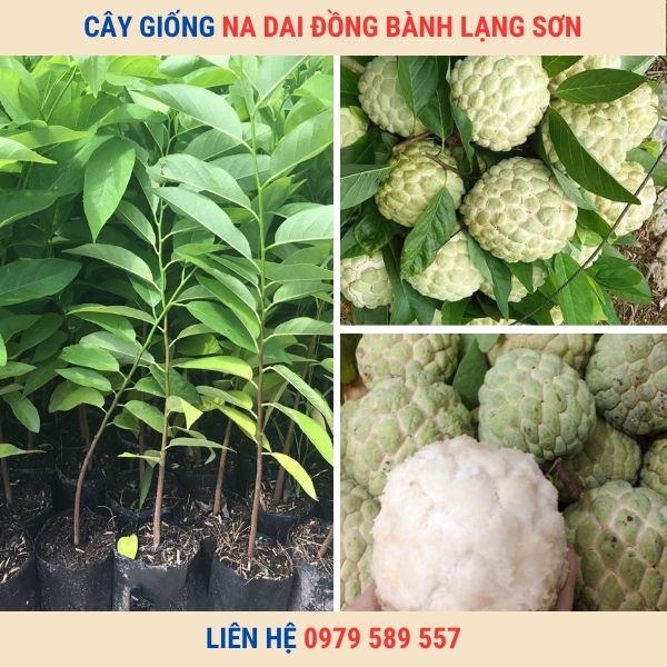 Giống Cây Na Dai Đồng Bành Lạng Sơn Dễ Trồng Năng Suất Cao