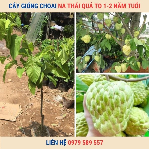 Cây na thái choai- Giống chuẩn nhanh thu hoạch