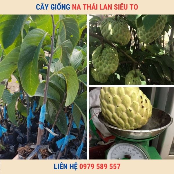 Cây Na Thái  Lan- Đặc điểm, cách trồng và địa điểm mua cây giống na thái chuẩn