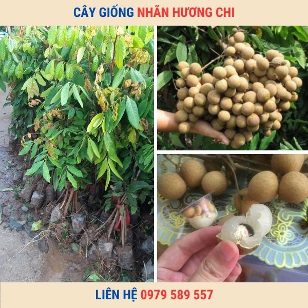 Giống Nhãn Hương Chi - Nhãn chín sớm thơm ngon - 0979589557