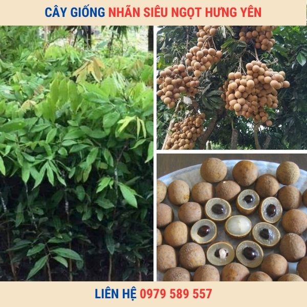 Cây nhãn giống siêu ngọt Hưng Yên  giống chuẩn chất lượng cao