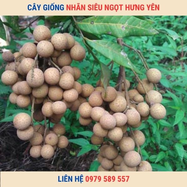 Cây nhãn giống siêu ngọt Hưng Yên  giống chuẩn chất lượng cao