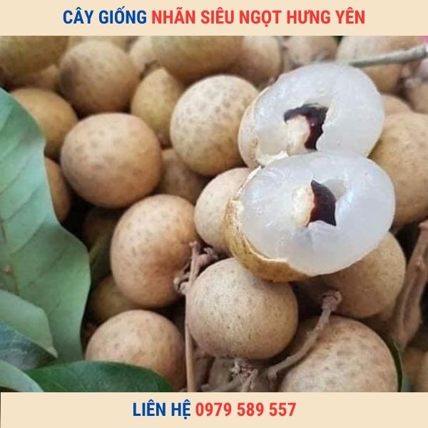 Cây nhãn giống siêu ngọt Hưng Yên  giống chuẩn chất lượng cao