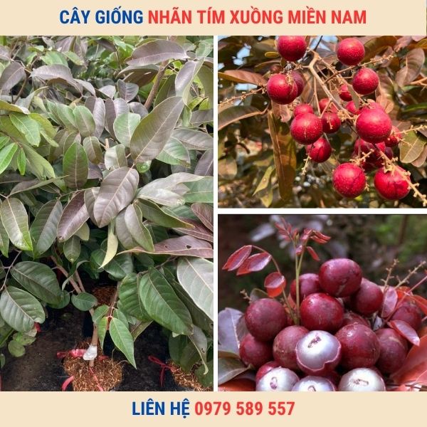 Cây giống nhãn tím ghép cao 50-60cm