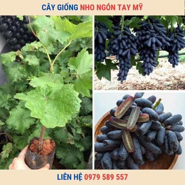 Cây giống nho ngón tay siêu quả ăn thơm ngọt mát