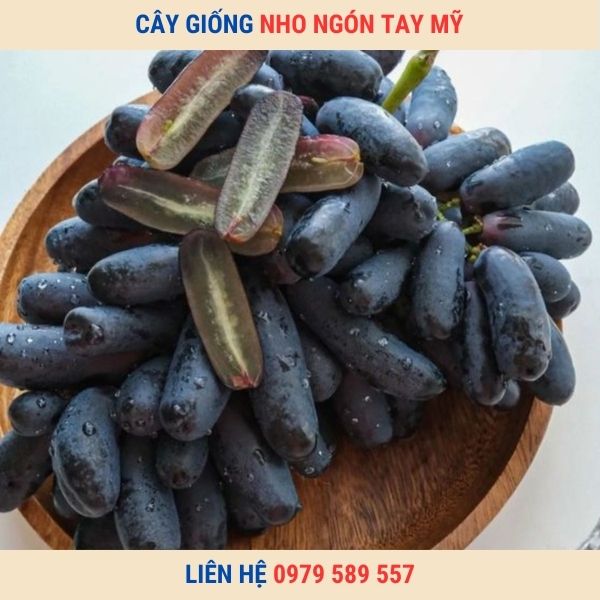 Cây giống nho ngón tay siêu quả ăn thơm ngọt mát