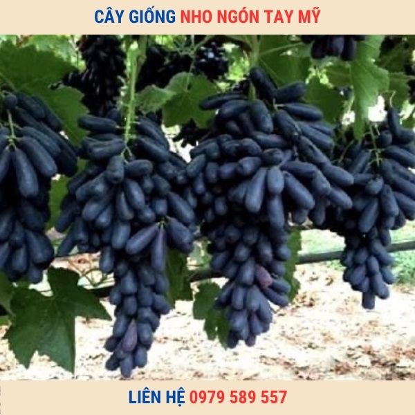 Cây giống nho ngón tay siêu quả ăn thơm ngọt mát