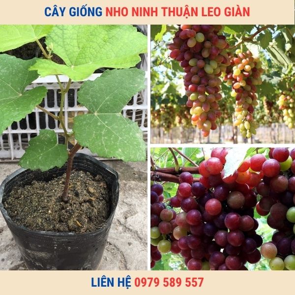 Cây Nho Ninh Thuận Giống Chuẩn Có Bảo Hành Vườn Ươm Nông Nghiệp Việt