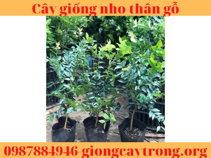 cay giong nho than go (3)