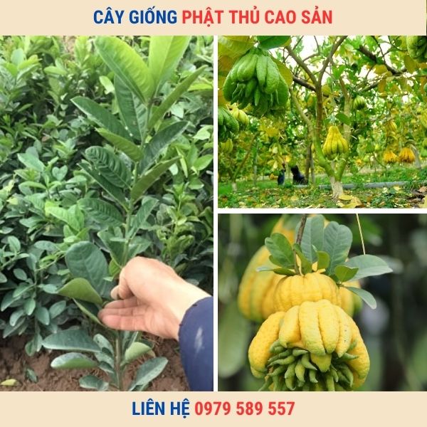 Giống Cây Phật Thủ- Hướng Dẫn Trồng Phật Thủ