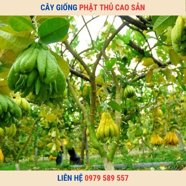 Giống Cây Phật Thủ- Hướng Dẫn Trồng Phật Thủ