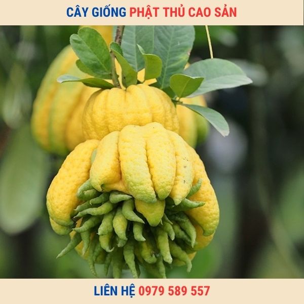 Giống Cây Phật Thủ- Hướng Dẫn Trồng Phật Thủ