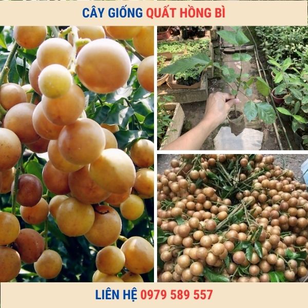 Cây giống quất hồng bì - giống chuẩn dễ trồng