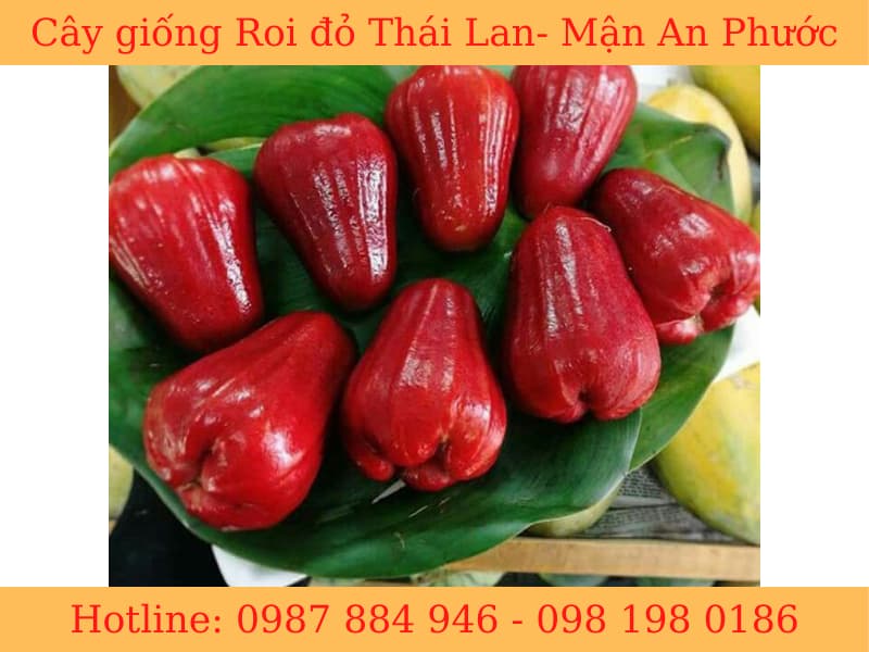 cay giong roi do thai lan (5)