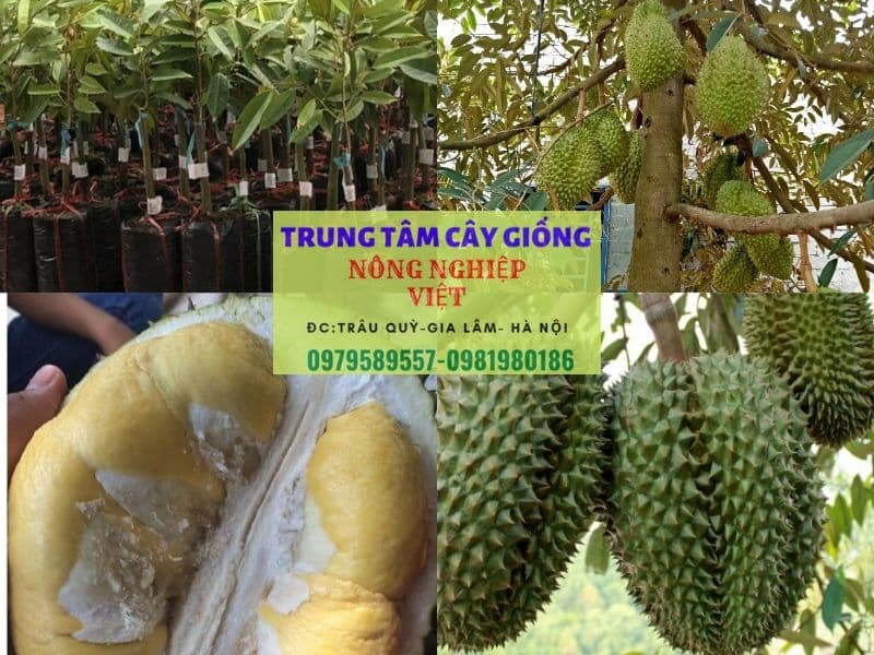 Cây giống sầu riêng Thái Lan -Trung tâm giống Nông Nghiệp Việt
