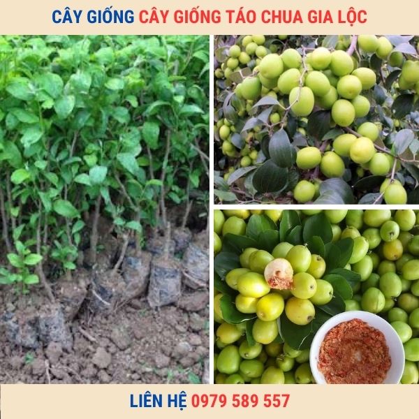 Giống táo chua Gia Lộc- Cây giống Học viên Nông Nghiệp