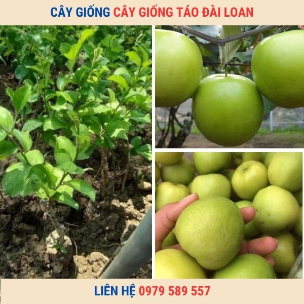 Giống Táo Đài Loan Quả To Siêu Giòn Ngọt Dễ Trồng Cho Thu Hoach Sau 6 Tháng