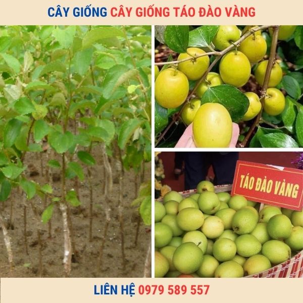 Giống Táo Đào Vàng- Cây giống Học viện Nông Nghiệp